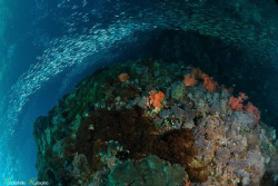 Gato Island, Philippines by Nadya Kulagina 